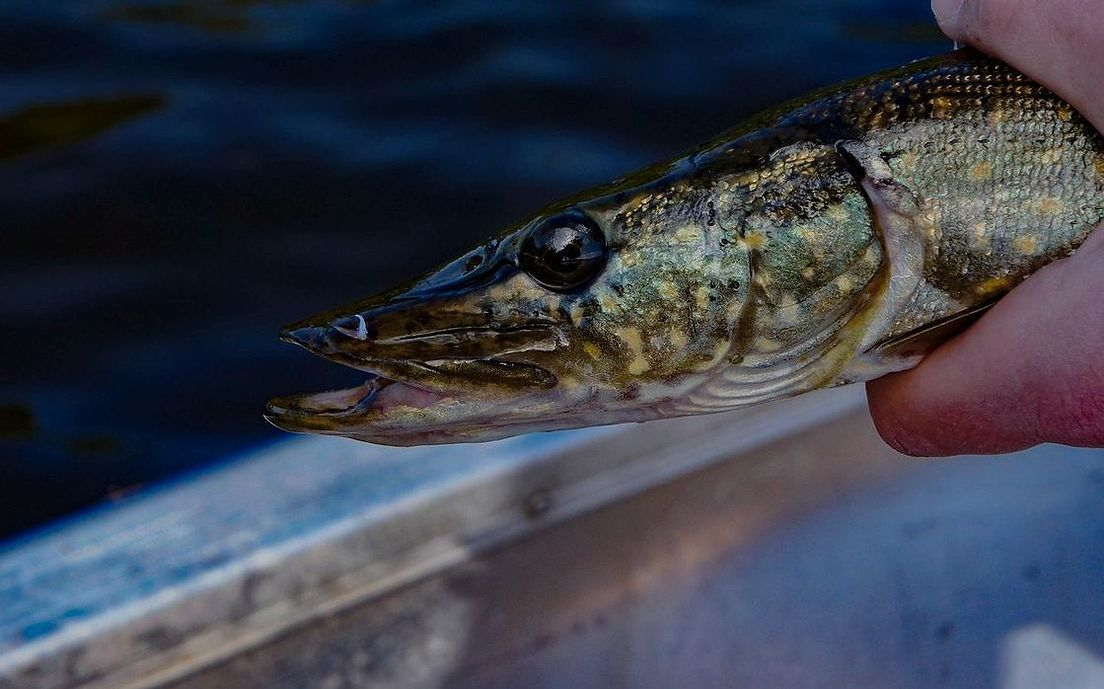 Um peixe grande recém-capturado na beira do lago de montanha